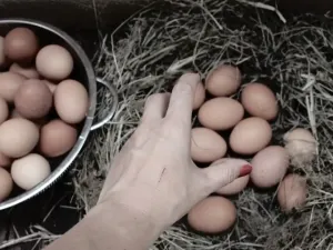 تفسير رؤية جمع البيض في المنام للمتزوجة لكبار المفسرين