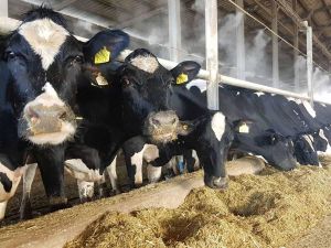 شحنة عجول تصل إلى العراق ستسهم في خفض أسعار اللحوم