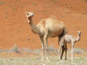 camel