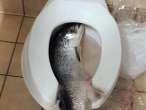 تفسير رؤية السمك في المرحاض