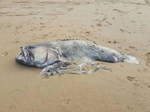 تفسير رؤية خروج السمك من البحر في المنام