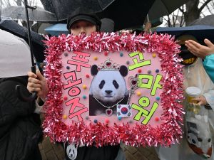 panda