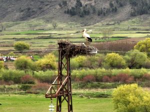 migratory birds