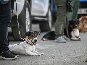 dogs