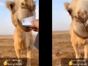 Camel