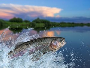 salmon 