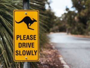 roadkill