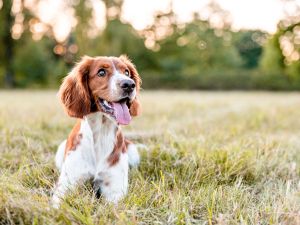dog 