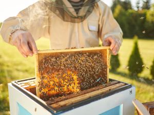 beekeeping 