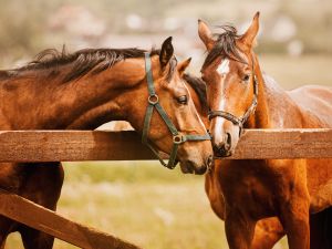 Army horses