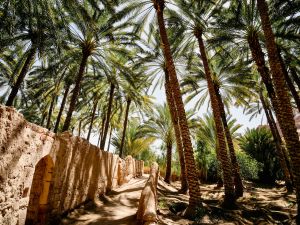 Date palms