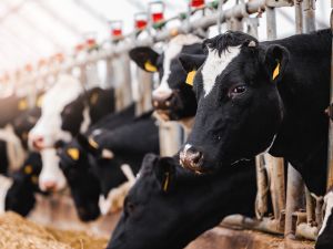 cows 