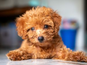 poodle 