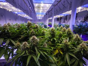 Marijuana Grow Operation