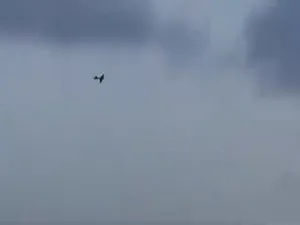 مسيرة