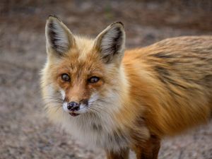 Fox 