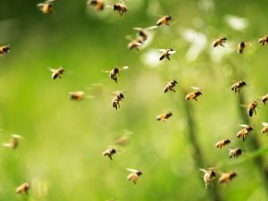 bees