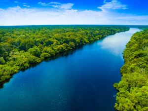 Amazon rainforest 