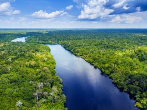 Amazon rainforest