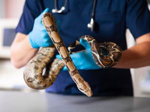 Snake 