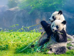 pandas 