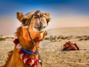 international year of Camelids