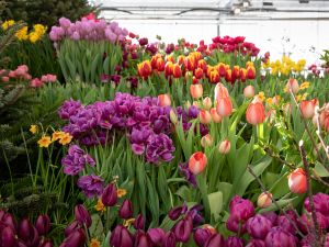 Flower Exhibition