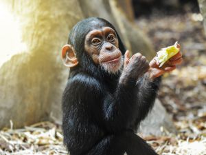 Chimpanzee 