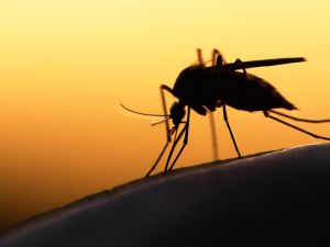 mosquitoes 