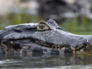 alligator 