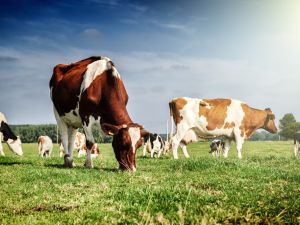 dairy farm