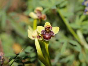 plant species