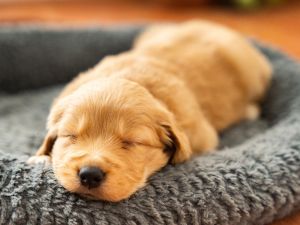 puppy 