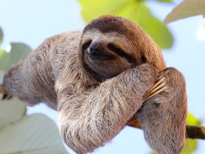 sloth 