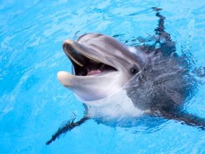 dolphin