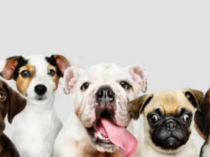 Dog Breeding Company 