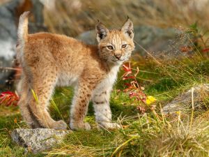 bobcat 