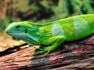 lizards 