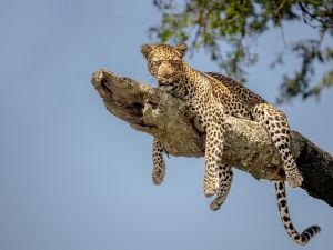 leopard 