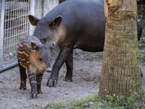 Zoo 