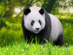 pandas 