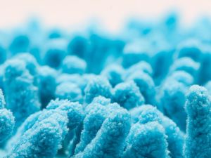 Shutterstock  bacteria