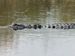 alligator