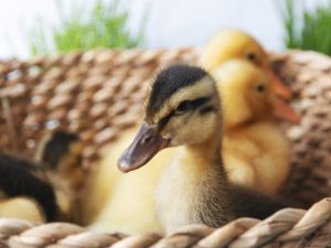 ducklings 