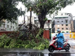 A motorcyclist rides past fallen trees due to strong winds caused by Typhoon Gaemi in Keelung on July 25, 2024. (Photo by I-Hwa CHENG / AFP) Typhoon