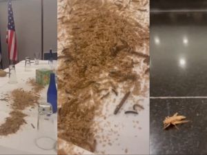 With Mealworms and maggots