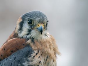 American Kestrel