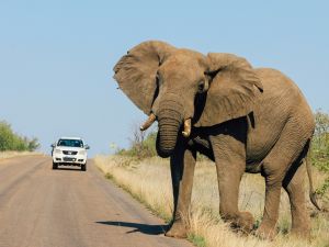 Elephant