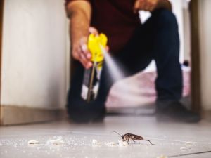 Shutterstock Insects