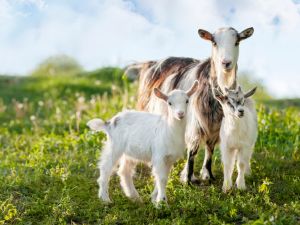 Goats